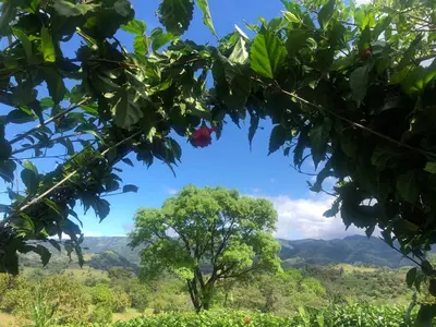 a view of the mountains from a tree at Luxury Villa Ceibo - Exquisite, Private, Serene in San Mateo