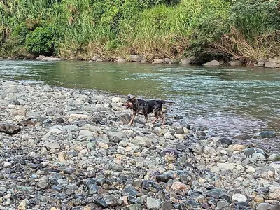 a dog walking on a rocky beach near a river at Magnolia Farm Suites in San Isidro