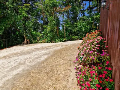 a cat sitting on a dirt road next to flowers at House in the Clouds -Monteverde in Tilarán