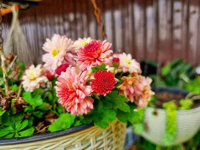 a basket filled with pink and red flowers at House in the Clouds -Monteverde in Tilarán