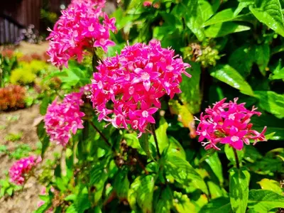 a group of pink flowers in a garden at House in the Clouds -Monteverde in Tilarán