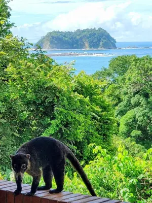 a black cat walking on top of a roof at Tico Tiki Vacation Villa - Epic View & Pool, 5 Minute walk to beach! in Sámara