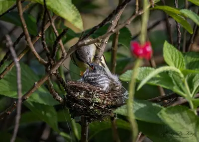 a bird sitting on a nest in a tree at Cabañas Caeli, El Colibri, NEW La Fortuna Rainforest Cabin w Panoramic Views in San Francisco