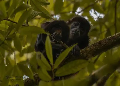 a baby monkey sitting on a tree branch at Cabañas Caeli, El Colibri, NEW La Fortuna Rainforest Cabin w Panoramic Views in San Francisco