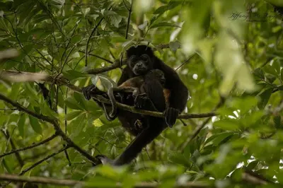 a monkey is sitting on a tree branch at Cabañas Caeli, El Colibri, NEW La Fortuna Rainforest Cabin w Panoramic Views in San Francisco