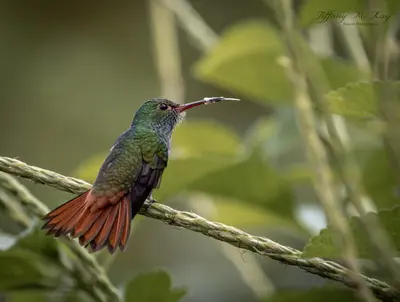 a humming bird perched on a tree branch at Cabañas Caeli, El Colibri, NEW La Fortuna Rainforest Cabin w Panoramic Views in San Francisco