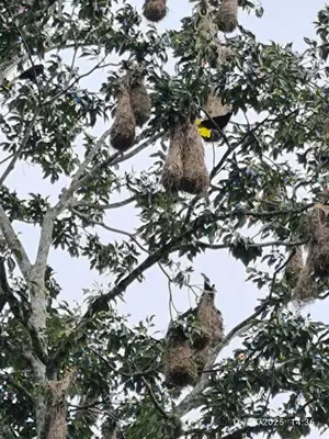 a bunch of bird nests in a tree at Pacayitas El Camino House in Turrialba