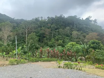 a view of a mountain with trees and plants at Pacayitas El Camino House in Turrialba
