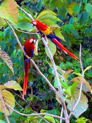 two colorful birds sitting on a tree branch at Luxury 4BR home with Infinity Pool & firepit in Playa Hermosa