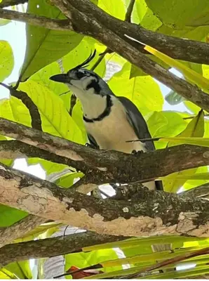 a bird is sitting on a tree branch at Hidden House Casa Escondida in Santa Rosa