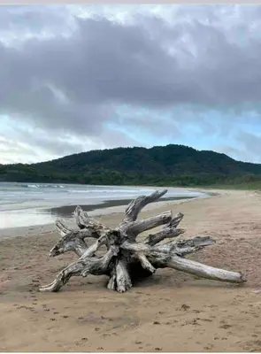 a pile of driftwood on a sandy beach at Hidden House Casa Escondida in Santa Rosa