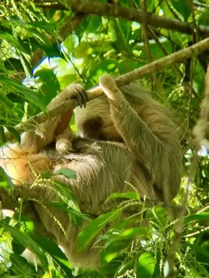 a sloth hanging from a tree at Jaguar, 2 BR Penthouse in Villa Mar y Sol, Nature and Wildlife in Manuel Antonio