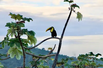 a bird perched on top of a tree branch at Villa Vigia, beach views, 3 acres of privacy and tons of wildlife in Manuel Antonio