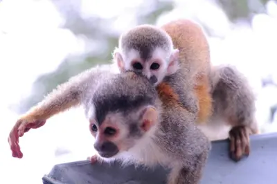 three monkeys are sitting on top of a bowl at El Perezoso, Studio Apartment w Views and Central Location in Manuel Antonio