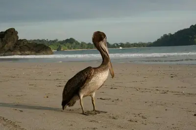a bird standing on a beach near the water at El Titi, 1 Bedroom Ocean View Apartment, Central Location in Manuel Antonio