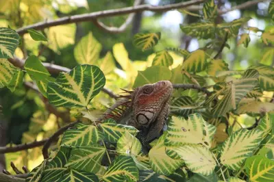 a lizard is sitting on a tree branch at El Congo, 2BR Apartment w Great Ocean Views and Central Location in Manuel Antonio