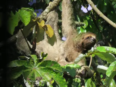 a three toed sloth hanging from a tree at Mono Vista At Jungle Creek Chill out in the Jungle in Manuel Antonio