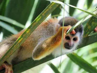 a monkey is sitting on a tree branch at Mono Vista At Jungle Creek Chill out in the Jungle in Manuel Antonio