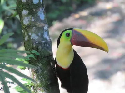 a bird with a large beak on a tree at Alma Pacifica, Charming, secure and lots of wildlife in Manuel Antonio