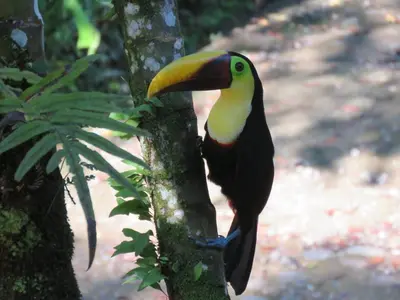 a bird with a yellow beak standing on a tree at El Gekko spacious studio in Manuel Antonio