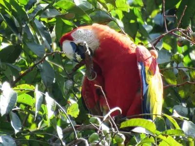 a colorful parrot sitting on a tree branch at El Gekko spacious studio in Manuel Antonio