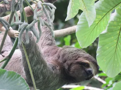 a three toed sloth hanging from a tree at El Gekko spacious studio in Manuel Antonio