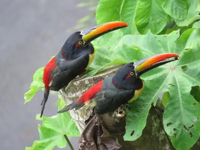 two birds with long beaks sitting on a tree branch at Guanacaste, 2 Bedroom Apartment in La Maison Blanche in Manuel Antonio