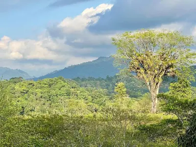 a tree standing in the middle of a forest at Finca Terra, Private Country Home, Mountain Views and Pool in Manuel Antonio