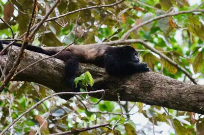 a black monkey laying on a tree branch at Tortuga, 1BR Apartment in Villa Mar y Sol, Pool, Big Deck, and Wildlife in Manuel Antonio