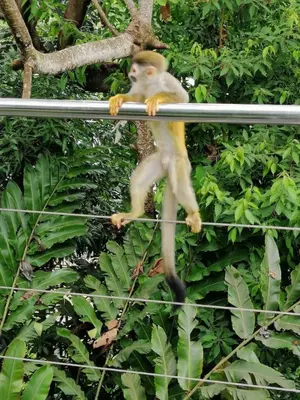 a monkey is sitting on a pole at Tortuga, 1BR Apartment in Villa Mar y Sol, Pool, Big Deck, and Wildlife in Manuel Antonio
