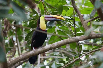 a toucan perched on a branch of a tree at Tortuga, 1BR Apartment in Villa Mar y Sol, Pool, Big Deck, and Wildlife in Manuel Antonio