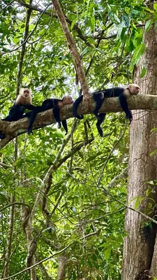 a group of monkeys sitting on a tree branch at Costa Rica Beach Bungalow in Playa Hermosa