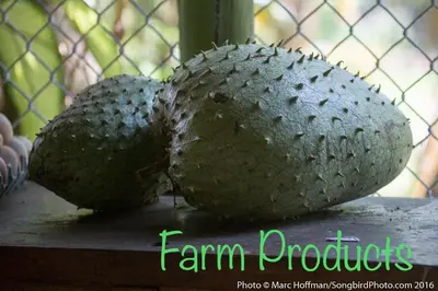 a large cactus sitting on a table next to a fence at Eco Guest House- Sarapiquí 2 in Sarapiquí