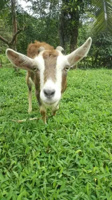 a brown and white cow standing in the grass at Eco Guest House- Sarapiquí 2 in Sarapiquí