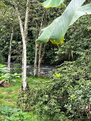 a large banana leaf hanging from a tree in a forest at Peaceful Jungle Home, River Access, Arenal Views in El Castillo de La Fortuna