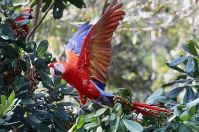 a red and blue parrot perched on a tree at Lapa Roja, 2BR Ocean View Apartment in Villa Mar y Sol, Nature in Manuel Antonio