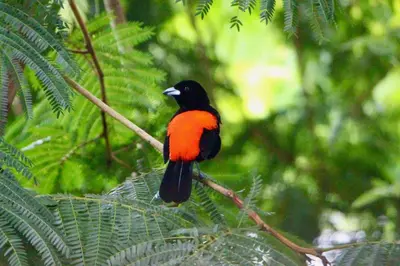 a red and black bird sitting on a tree branch at Mariposa, 1BR Apart in Villa Mar y Sol, Pool, Balcony, and Wildlife in Manuel Antonio