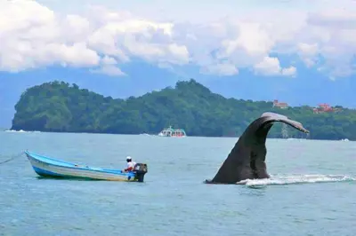 a man in a boat next to a whale in the water at Mariposa, 1BR Apart in Villa Mar y Sol, Pool, Balcony, and Wildlife in Manuel Antonio