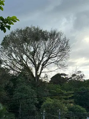 a large tree sitting on top of a hill at Cabaña La Conquista in Sarapiquí