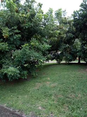 a grassy field with trees and bushes at Cabaña La Conquista in Sarapiquí