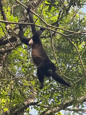 a black monkey hanging from a tree at Refugio del Ocaso - neues Teak-Haus mit Garten in Hojancha