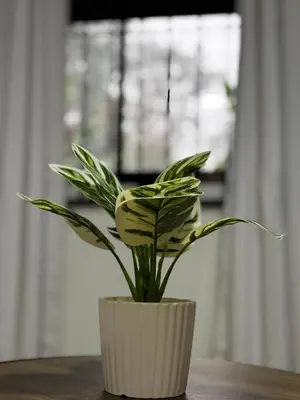 a plant in a white vase on a table at Sonrisas del Arenal, cerca de La Fortuna de SC in Chachagua