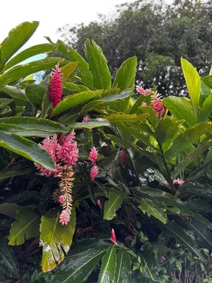 a tree with pink flowers and green leaves at Sonrisas del Arenal, cerca de La Fortuna de SC in Chachagua