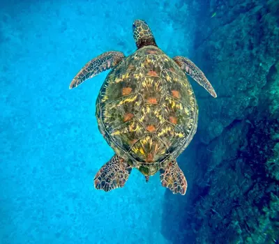 a green sea turtle swimming in the water at Módulos Yunni in Uvita