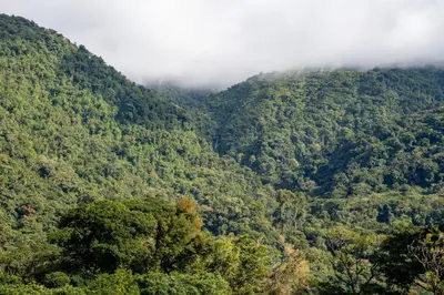a view of a forested mountain with clouds in the background at Villa Centinela in Monteverde Costa Rica
