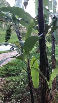 a bunch of bananas hanging from a banana tree at Rio Breeze