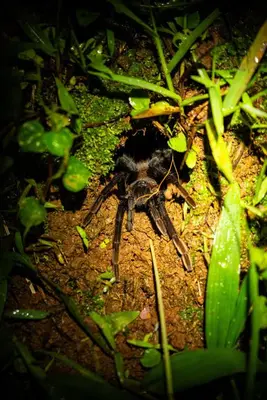 a spider sitting on the ground in the grass at Rio Breeze