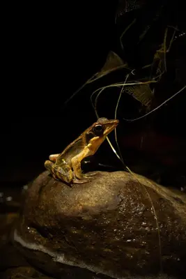 a frog sitting on top of a rock at Rio Breeze