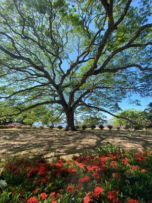 a tree in the middle of a field with flowers at La Ensenada Lodge in Abangaritos