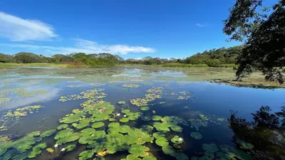 a river with lots of plants in the water at La Ensenada Lodge in Abangaritos